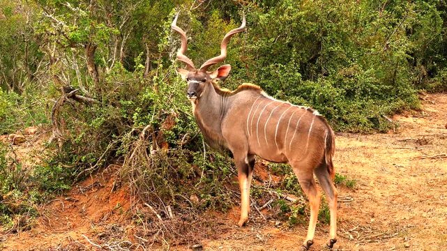 greater kudu, Tagelaphus strepsiceros, eats leafs from the bush 136 

