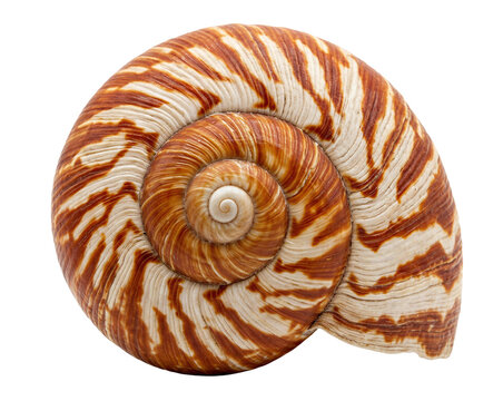 Close-up of a spiral seashell with brown and white stripes isolated on transparent background