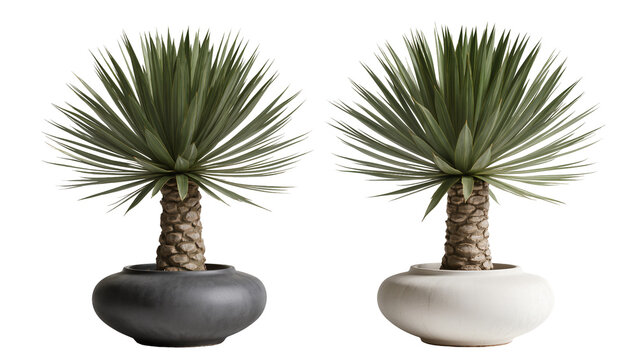 Two potted yucca plants one in a black pot one in a white pot, isolated on transparent background