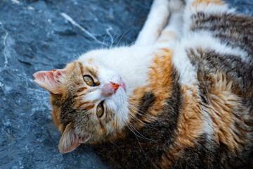A beautiful calico domestic cat (Felis catus) resting lazily on its back upon a dark grey textured rock. Detailed feline photography capturing the animal's adorable pose and striking yellow eyes. © Bugra Kaan Ersoy