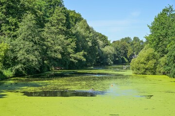 Fennsee, Entengrütze, Kleine Wasserlilie, Wilmersdorf, Bezirk Charlottenburg-Wilmersdorf, Berlin, Deutschland © Frank