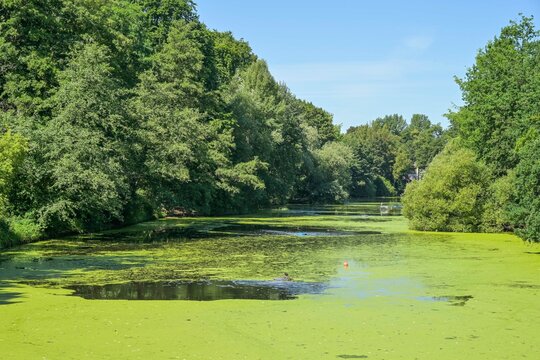 Fennsee, Entengr&uuml;tze, Kleine Wasserlilie, Wilmersdorf, Bezirk Charlottenburg-Wilmersdorf, Berlin, Deutschland