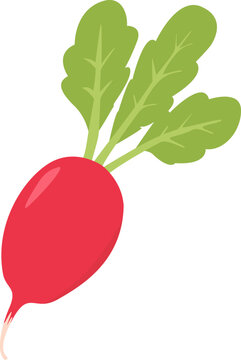 Cute Long Radish Flat Vector Illustration