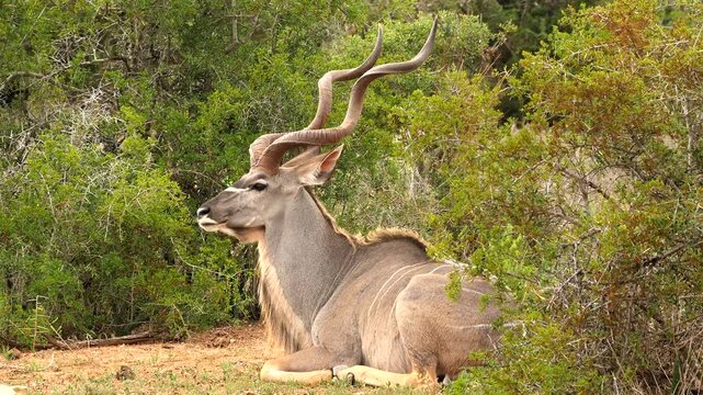 greater kudu, Tragelaphus strepsiceros, resting and ruminating 616 
