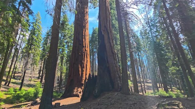 Giant sequoia trees in Sequoia National Park California, sunlight enters the forest while tall trunks rise above green woodland