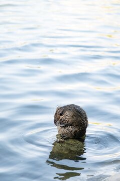 A small animal or muskrat  swims in a lake while water ripples around its body
