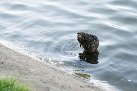 Small animal or muskrat stands in water near the riverbank during daylight in a natural setting
