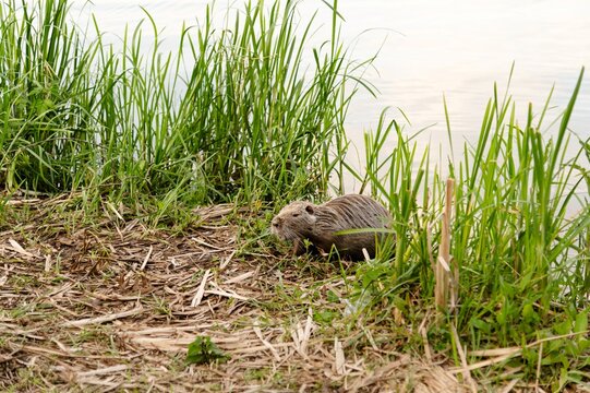 Muskrat walking near water and grass at riverbank during evening light