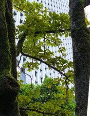 Fototapeta premium Modern skyscraper through green chestnut trees.