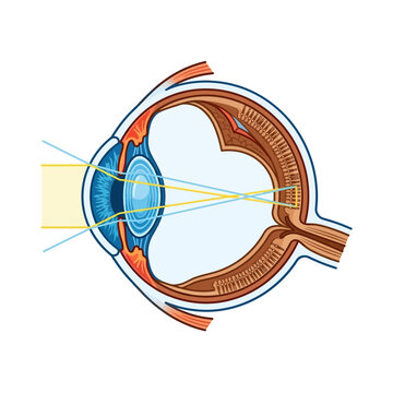 Human Eye Anatomy Cross Section Diagram.