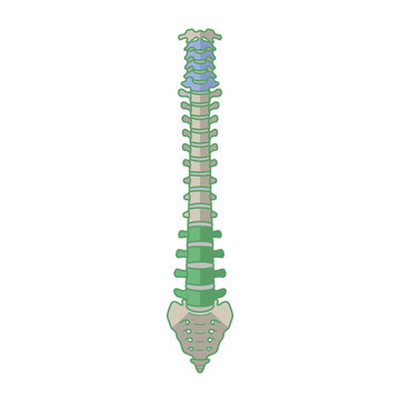 Human Spine Vertebrae Column Structure.