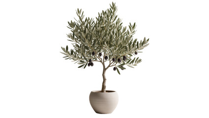 Mature olive tree with dark fruits in a round pot, isolated on transparent background © Maria