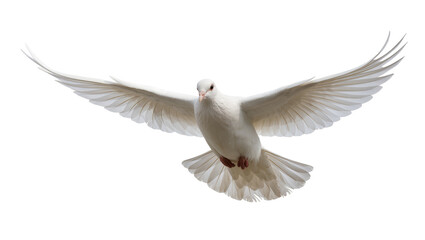 Obraz premium Graceful white dove with outstretched wings, isolated on transparent background