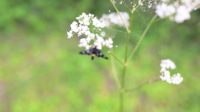 INSETTO SU FIORE