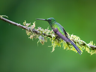 Fototapeta premium Empress Brilliant Hummingbird Perching On Mossy Branch In Cloud Forest