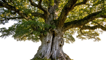 Fototapeta premium Massive ancient oak tree with gnarled trunk and green leaves, isolated on transparent background