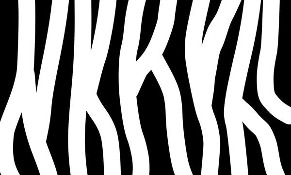 Abstract vector background featuring organic black and white wavy lines mimicking wild zebra animal skin texture.