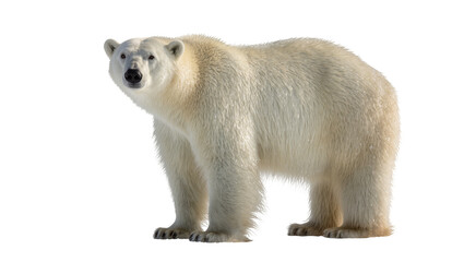 Majestic polar bear with thick white fur, standing alert isolated on transparent background © Maria