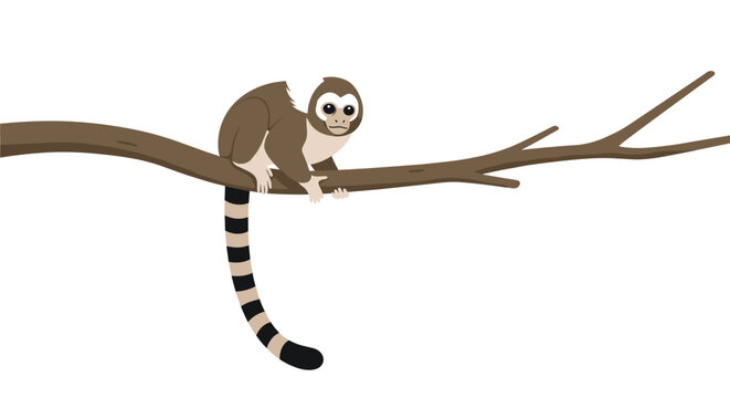 Ring-tailed lemur monkey sitting on a brown tree branch and looking forward against a clean white background.