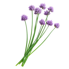 Obraz premium Chives with a mild, fresh scent, perfect for seasoning dishes. full length isolate on transparent background