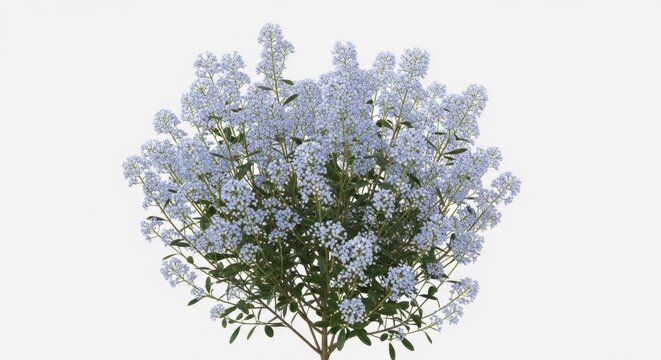 Studio Photograph Of A Ceanothus Plant Featuring
