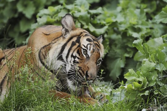 Sumatran tiger (Panthera tigris sumatrae), feeding, captive, occurring on Sumatra, Indonesia