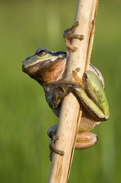 European Tree Frog (Hyla arborea)
