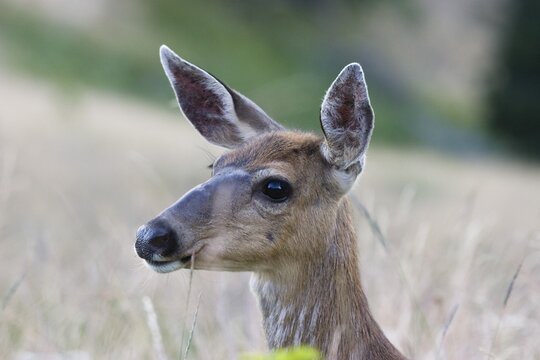 Black-tailed Deer (Odocoileus hemionus), female, on Hurricane Ridge, Olympic National Park, Washington, USA