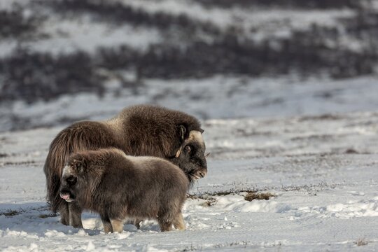 The musk ox cow (Ovibos moschatus) looks visibly irritated at the calf, baby animals, winter, snow, cold, tundra landscape, October, Norway