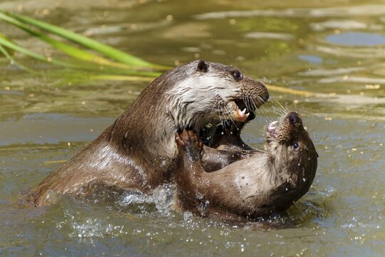 Two otters wrestling in the water, with energetic splashing and intense movements, European otter (Lutra lutra) Germany