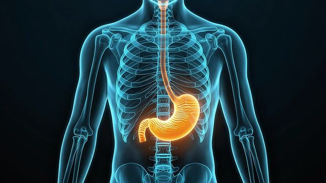 3D render of the human digestive system, highlighting the stomach and esophagus within a translucent body outline, perfect for medical, educational, and scientific presentations on human anatomy