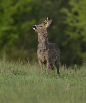 Roe deer (Capreolus capreolus), roebuck with beginning hair change standing in a meadow and taking in the scent, wildlife, Thuringia, Germany