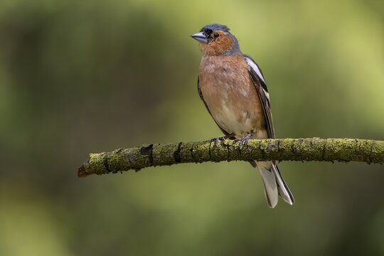 This male chaffinch (Fringilla coelebs) has already lost some head feathers in a territorial fight, breeding plumage, territory, Denmark
