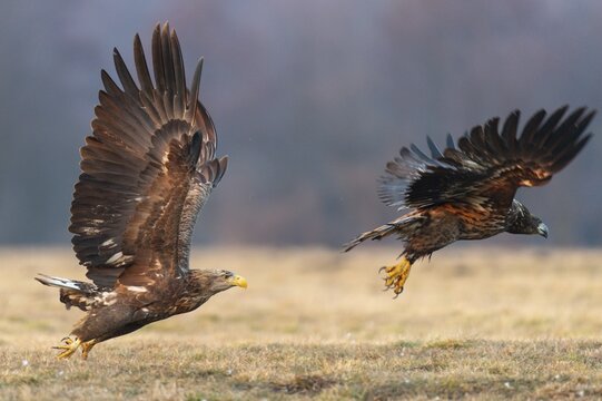 Two soaring white-tailed eagles (Haliaeetus albicilla), Kutno, Poland