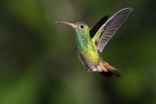 Rufous-tailed Hummingbird (Amazilia tzacatl), flying, rainforest, cloud forest, northwest Ecuador, Ecuador