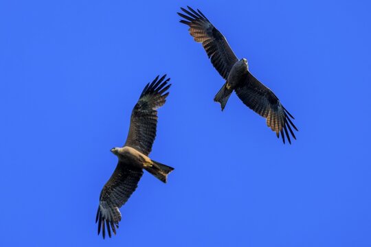 Two birds of prey flying together in the blue sky, harmonious and free, Red Kite, (Milvus milvus) wildlife, Germany