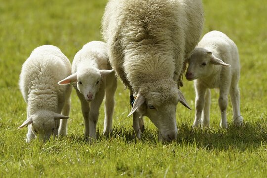 Forest sheep, three lambs with mother grazing on a pasture, Germany