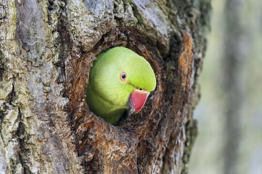 Rose-ringed parakeet (Psittacula krameri) looking out of its breeding den, wildlife, Germany