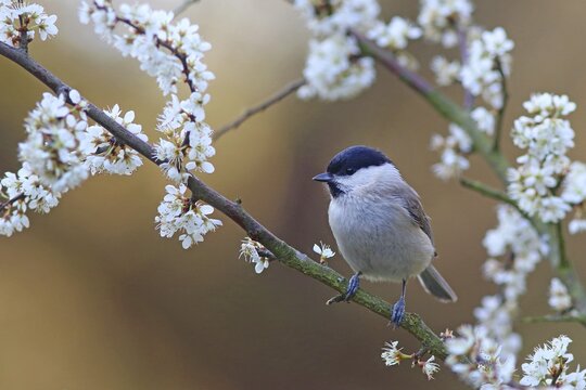 Marsh tit (Parus palustris) on flowering blackthorn branch, Solms, Hesse, Germany