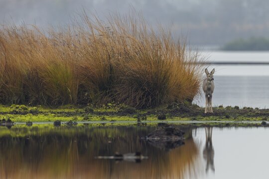 A doe (Capreolus capreolus) stands relaxed in a moor, the impressively high grasses offer good cover in case of danger, moor landscape, dreary, November, Germany