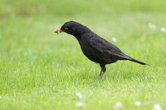 Blackbird (Turdus merula), male foraging on a lawn, Lower Saxony, Germany