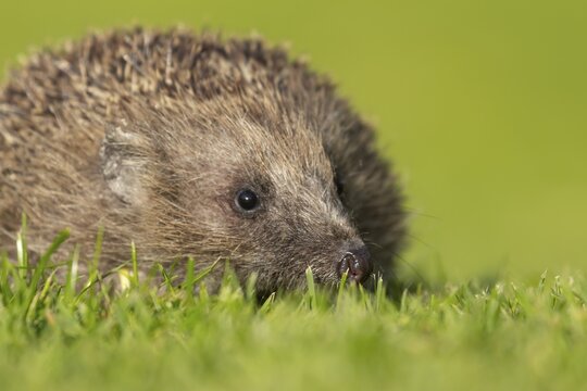 European hedgehog (Erinaceus europaeus) adult animal on a garden lawn, England, United Kingdom