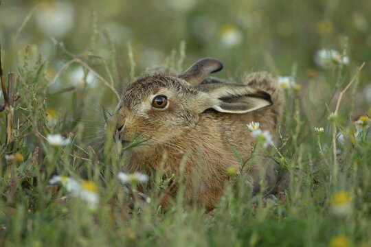 European brown hare (Lepus europaeus) juvenile leveret resting amongst Summer flowers, Suffolk, England, United Kingdom