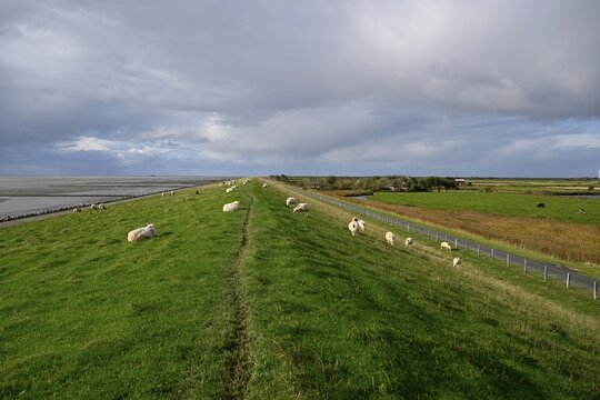 Sheep on a dyke, Pellworm Island, Schleswig-Holstein Wadden Sea National Park, North Frisia, Germany