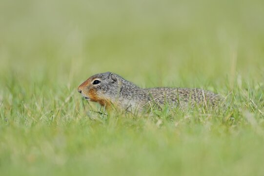 Columbia ground squirrel (Urocitellus columbianus, Spermophilus columbianus), Jasper National Park, Alberta, Canada