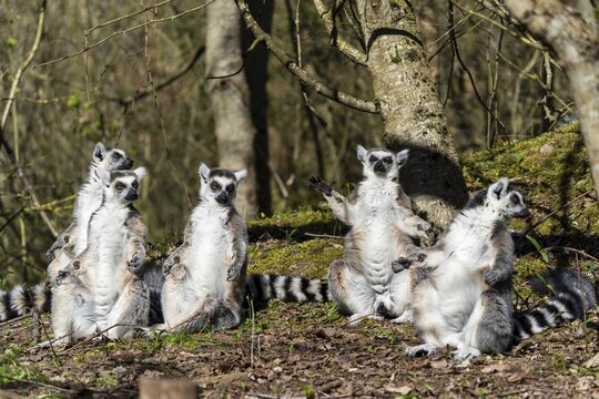 Ring-tailed lemur (Lemur catta), sunbathing, France
