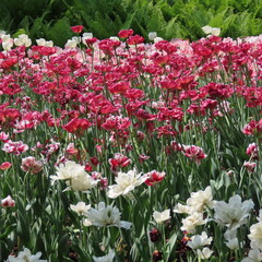 Obraz premium Red pink and white tulips