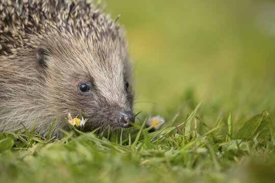 European hedgehog (Erinaceus europaeus) adult animal on a garden grass lawn in spring, England, United Kingdom