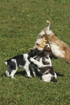 Hunting dog, English Springer Spaniel, 7-week-old puppies playing with a tanned hare skin, Allg&auml;u, Bavaria, Germany