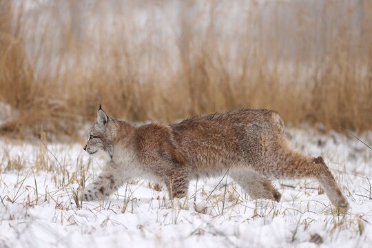 Eurasian lynx (Lynx lynx) creeping among grasses in winter, Czech Republic